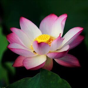 Meet your Posher, LuxeLotus